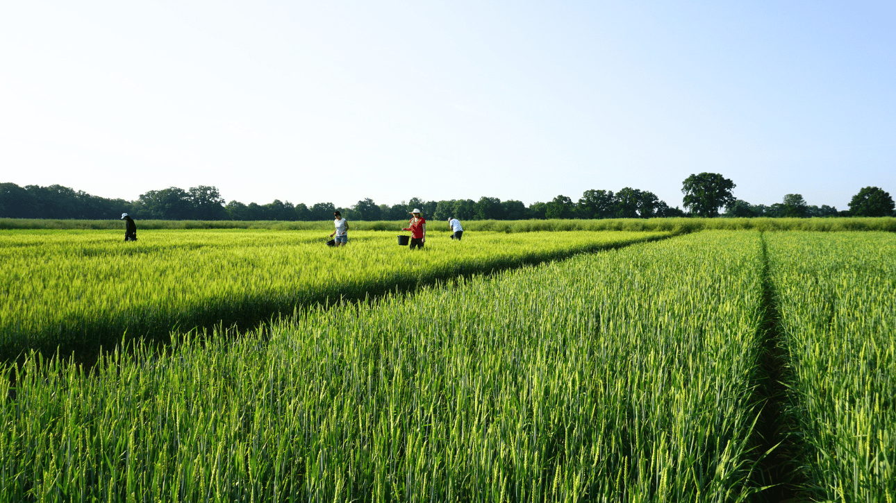 Pomiary biometryczne w fazie kwitnienia